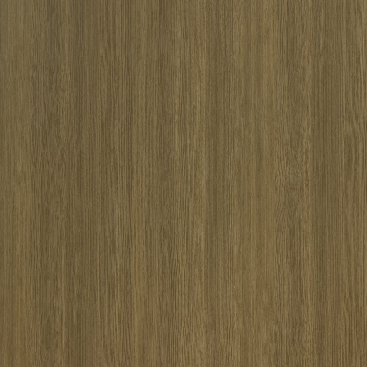 Steppe Oak